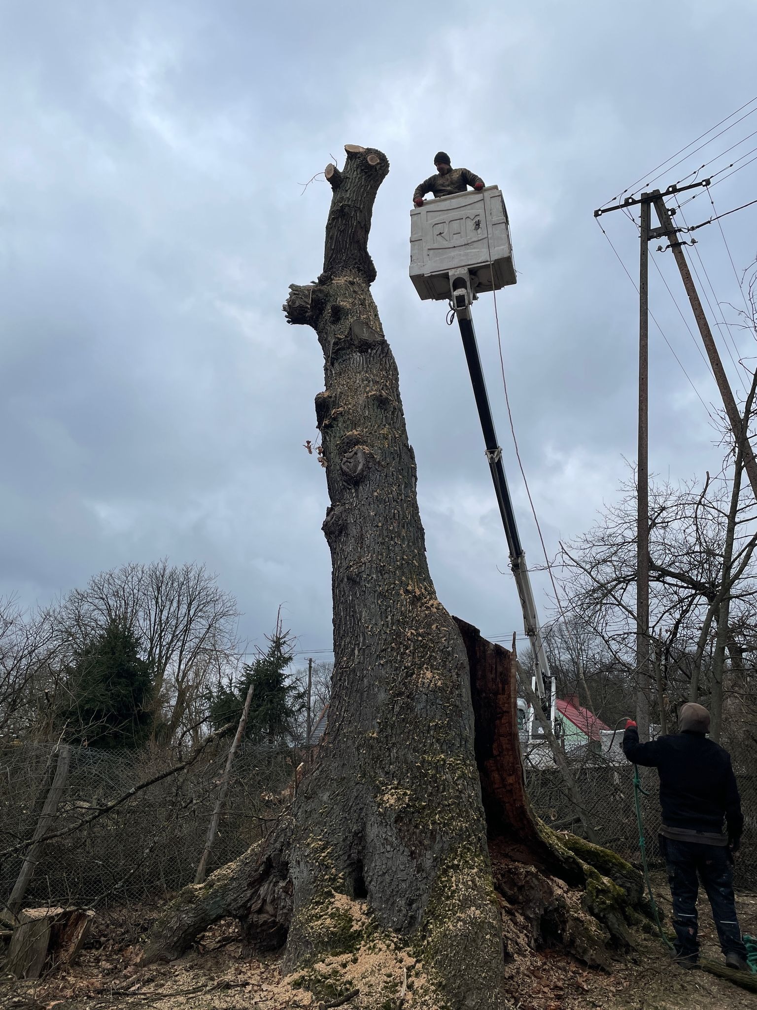 Robotnik w podnośniku koszowym przy wysokim, ogołoconym pniu drzewa, drugi robotnik na ziemi asekuruje liną. Wokół porozrzucane trociny, w tle pochmurne niebo i linia energetyczna.
