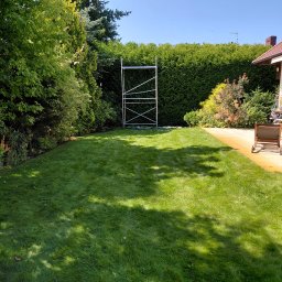 Wycinka drzew Poznań 4