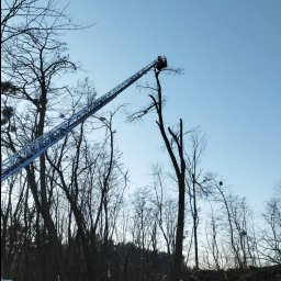 Wycinka drzew Poznań 1