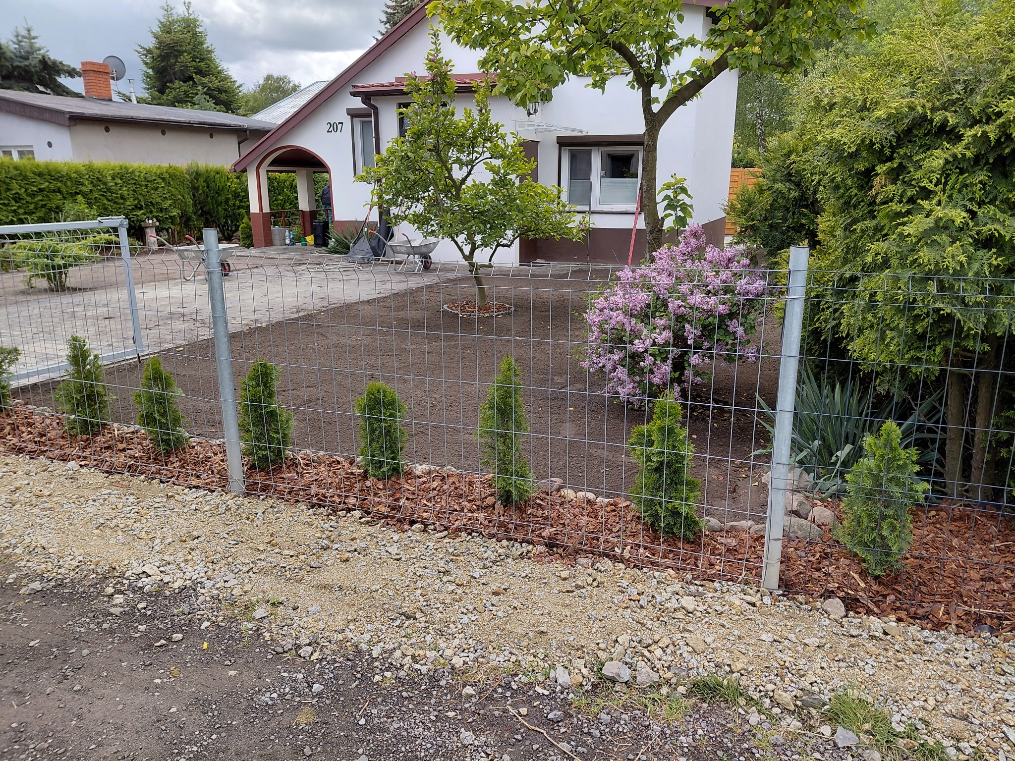 Świeżo założony ogród z młodymi tujami wzdłuż metalowego ogrodzenia, kora rozsypana pod tujami, przygotowany teren pod trawnik, dom z numerem 207 w tle.