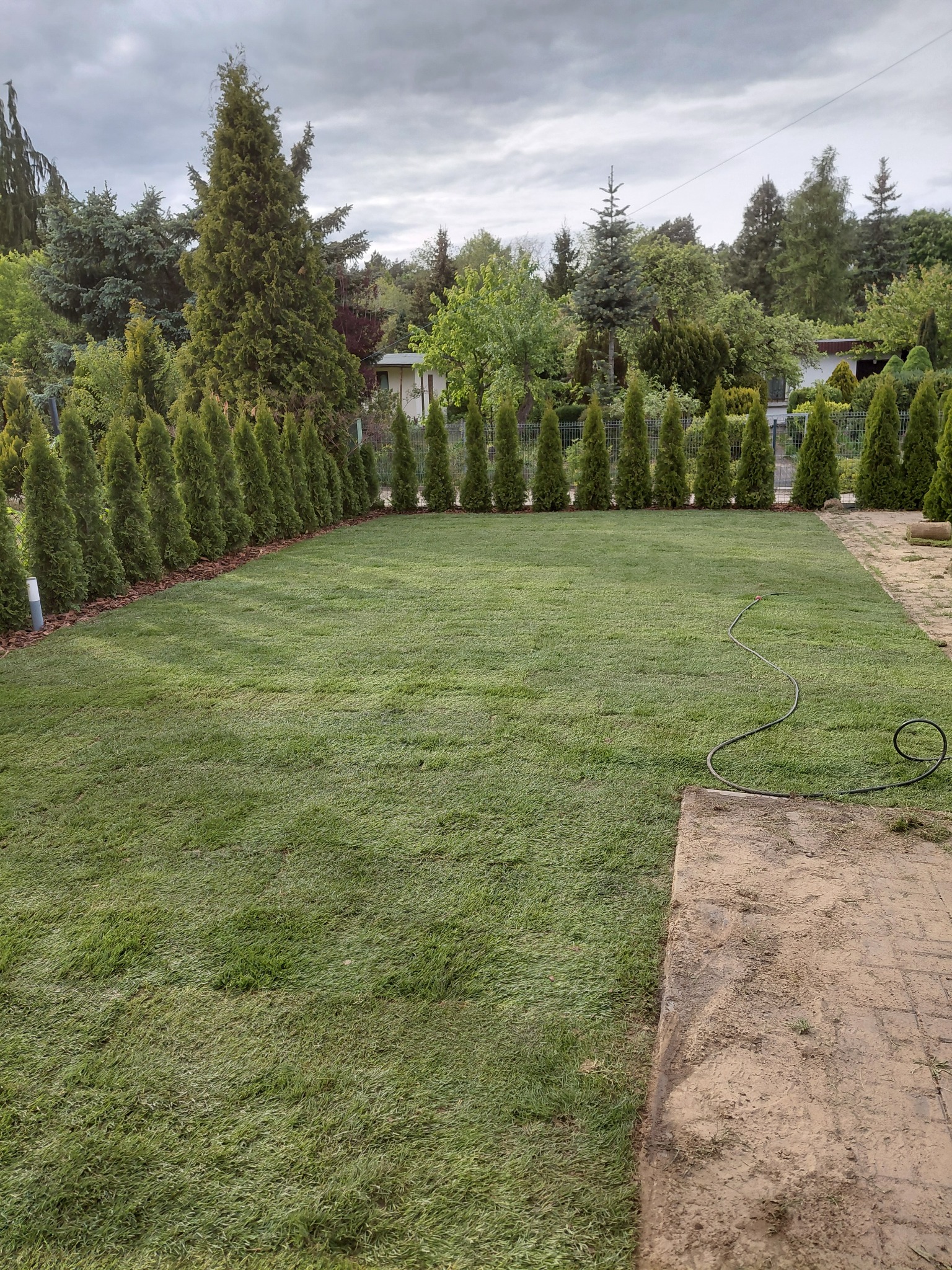 Równy trawnik z rolki, obrzeża z tuj i kora, widok z góry. W tle drzewa i pochmurne niebo. W rogu widoczny fragment kostki brukowej i wąż ogrodowy.