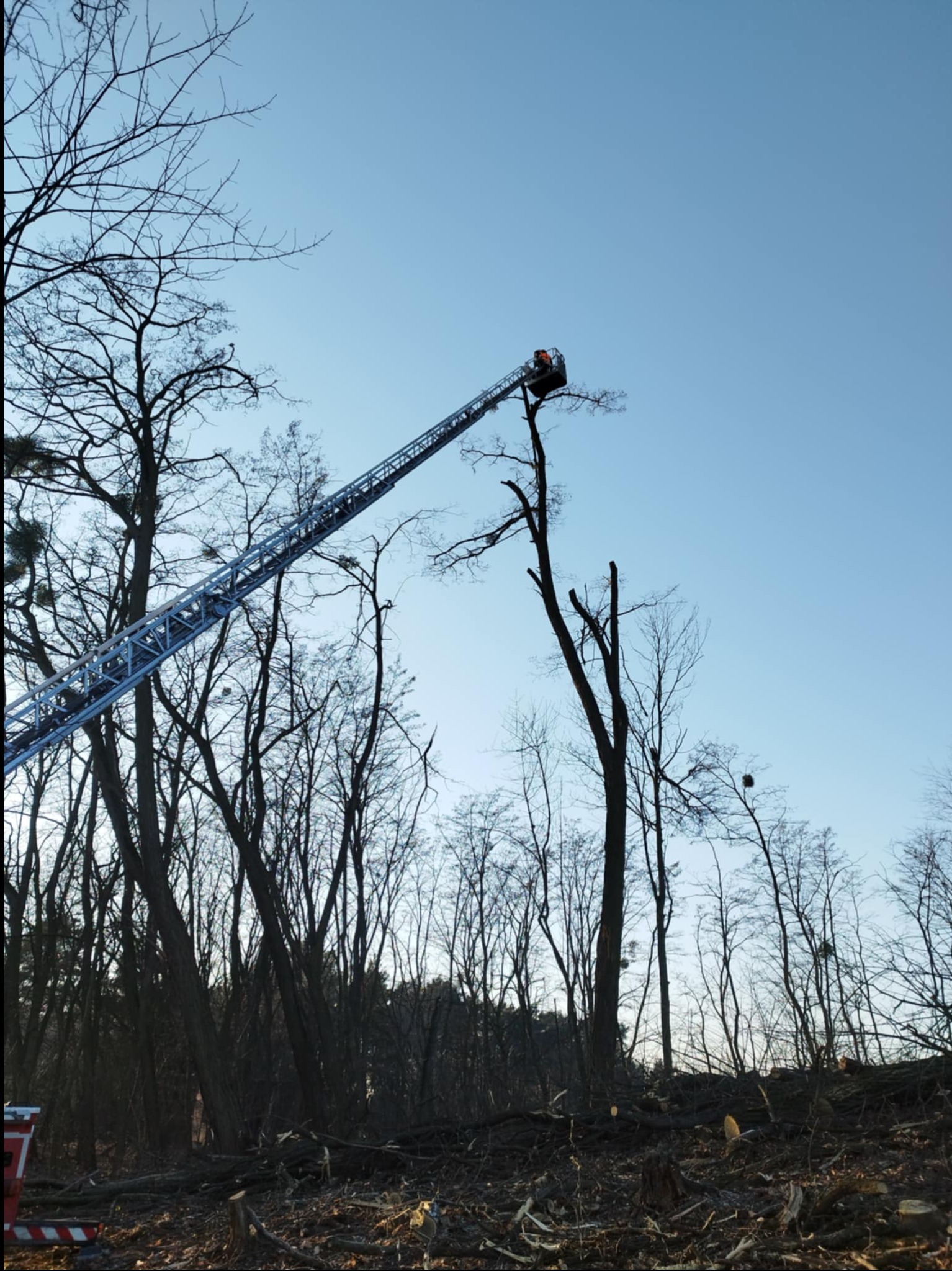 Wysięgnik podnośnika koszowego sięga do korony drzewa podczas wycinki. W tle widoczne inne drzewa i niebo.