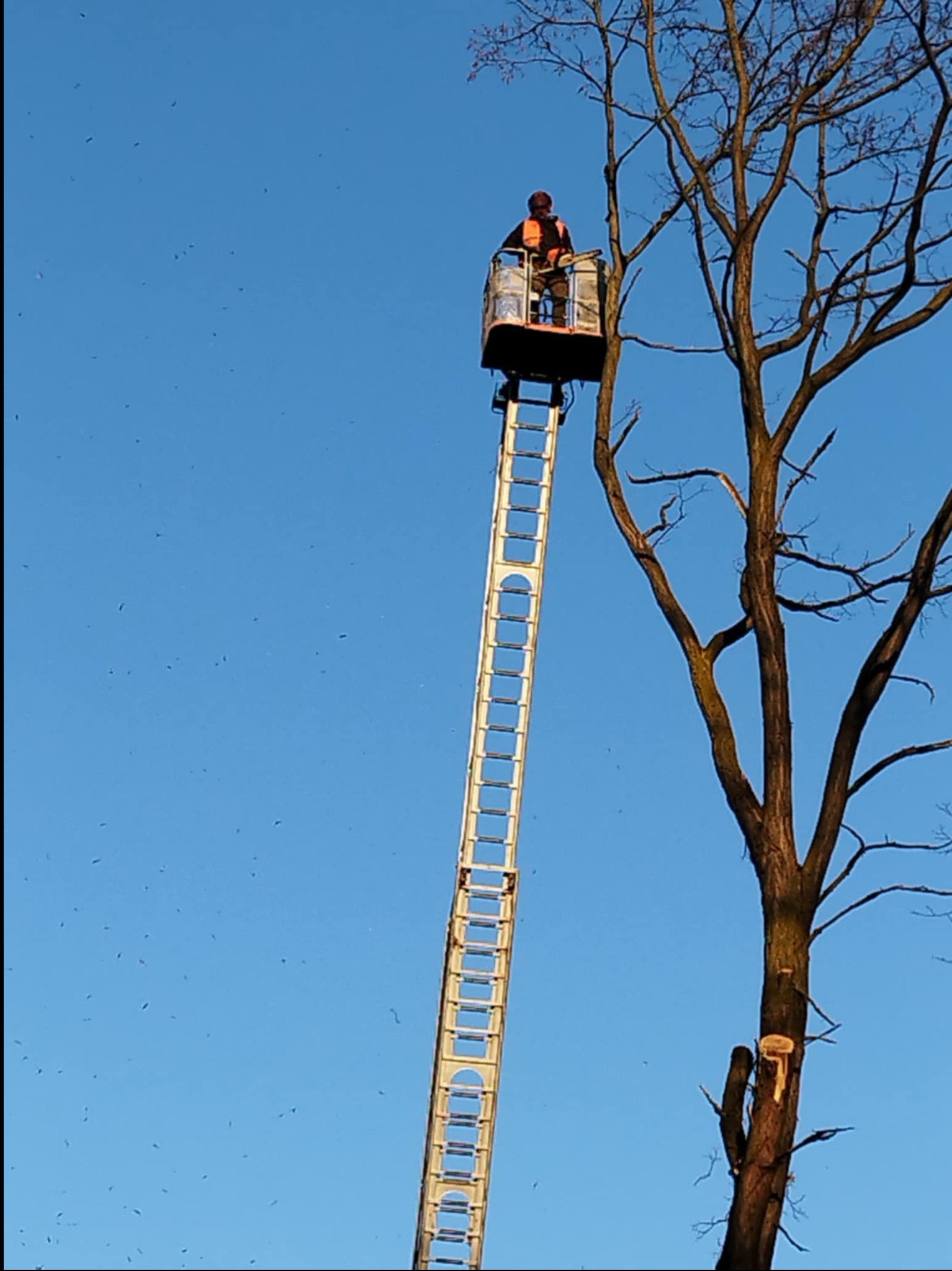 Pracownik w pomarańczowej kamizelce na podnośniku koszowym przycina gałęzie drzewa. Widoczne świeżo obcięte konary i błękitne niebo w tle.