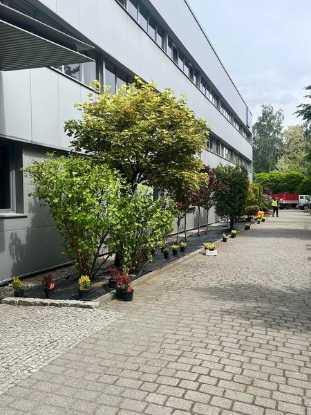 Pielęgnacja zieleni oraz wysady drzew i krzewów