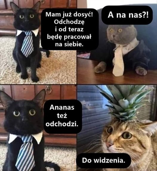 Kolaż z czterech zdjęć kotów. Dwa koty ubrane w garnitury i krawaty, jeden z ananasem na głowie, a nad każdym z nich dymki z tekstem.