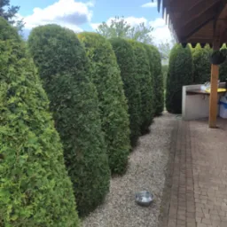 Równy szpaler gęstych, zielonych tuj, oddzielony żwirową ścieżką od brukowanego patio z zewnętrznym zlewem i miską dla zwierząt.