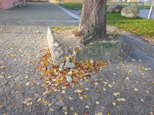 Obrzeże z kostki wokół drzewa, częściowo uszkodzone, otoczone opadłymi liśćmi na brukowanej powierzchni