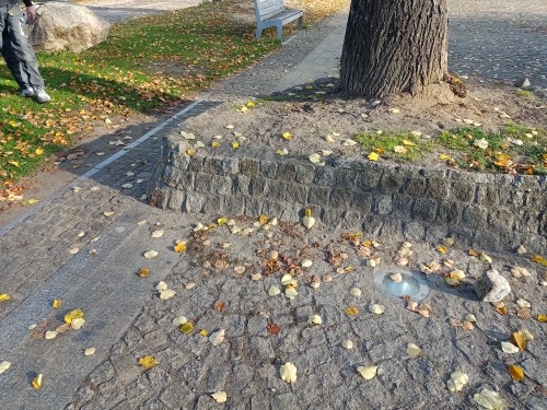 Granitowa kostka brukowa na ścieżce parkowej usiana opadłymi liśćmi, obok drzewo z kamienną obudową i fragment chodnika z osobą w tle.