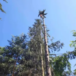 Arborysta w kasku i uprzęży, zawieszony na linie, przycina wierzchołek wysokiej choinki na tle błękitnego nieba.
