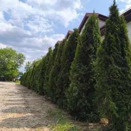 Oleksandra Hoiarchuk Złote Drzewo - Równy szpaler zielonych tuj, tworzących naturalny żywopłot w Grójcu, na tle błękitnego nieba z chmurami. Widok z poziomu gruntu.