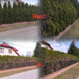 Oleksandra Hoiarchuk Złote Drzewo - Formowania Tuje