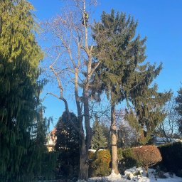 Złote Drzewo Wycinka Drzew Ogrody Budowa - Arborysta na wysokim drzewie bez liści, zabezpieczony linami, podczas wycinki gałęzi. Wokół drzewa leżą ścięte gałęzie, a ziemię pokrywa śnieg.