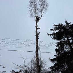 Złote Drzewo Wycinka Drzew Ogrody Budowa - Arborysta w trakcie pracy na wysokiej, ośnieżonej brzozie. Widoczne ślady po wcześniejszych cięciach, liny zabezpieczające i otoczenie z innymi drzewami i budynkami.