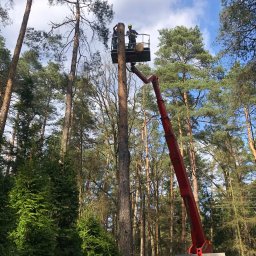 Złote Drzewo Wycinka Drzew Ogrody Budowa - Arborysta na podnośniku koszowym, w trakcie wycinki wysokiego drzewa iglastego. Widok z dołu, drzewa w tle, błękitne niebo z chmurami.