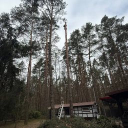 Złote Drzewo Wycinka Drzew Ogrody Budowa - Wysoka sosna po wycince gałęzi, z pracownikiem na szczycie, obok sterta ściętych gałęzi i drabina oparta o budynek w stylu szachulcowym, otoczona lasem.