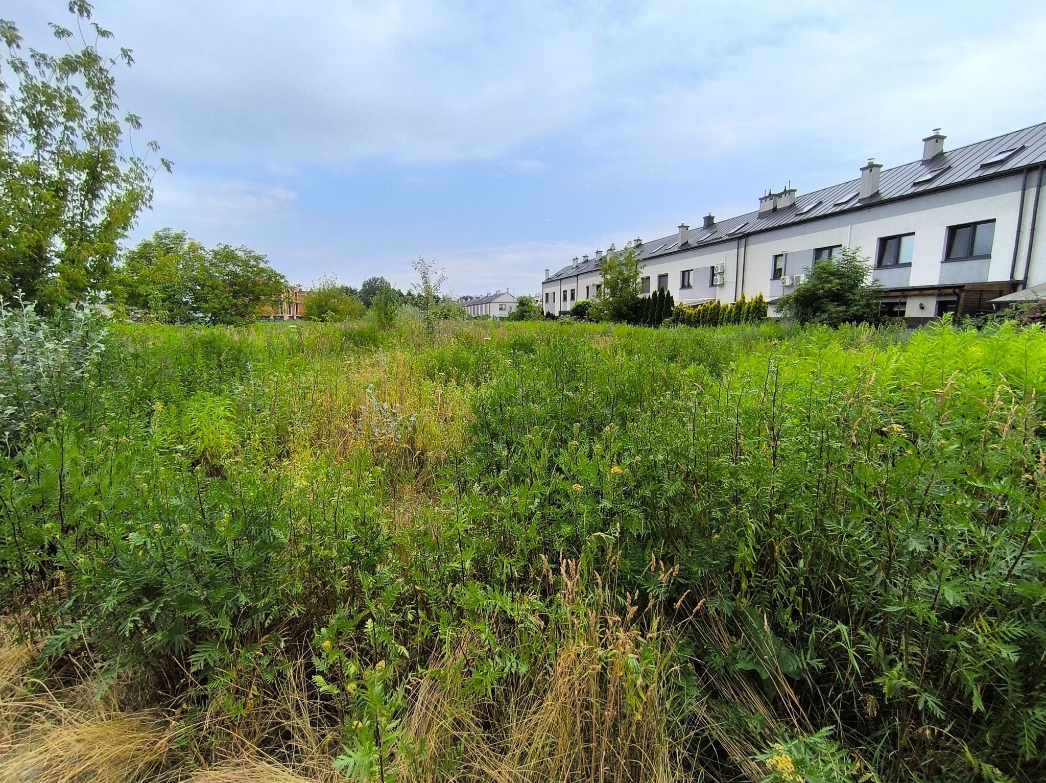 Zarośnięta działka przed szeregiem domów jednorodzinnych. Wysoka trawa i chwasty dominują na pierwszym planie. Błękitne niebo z widocznymi chmurami w tle.