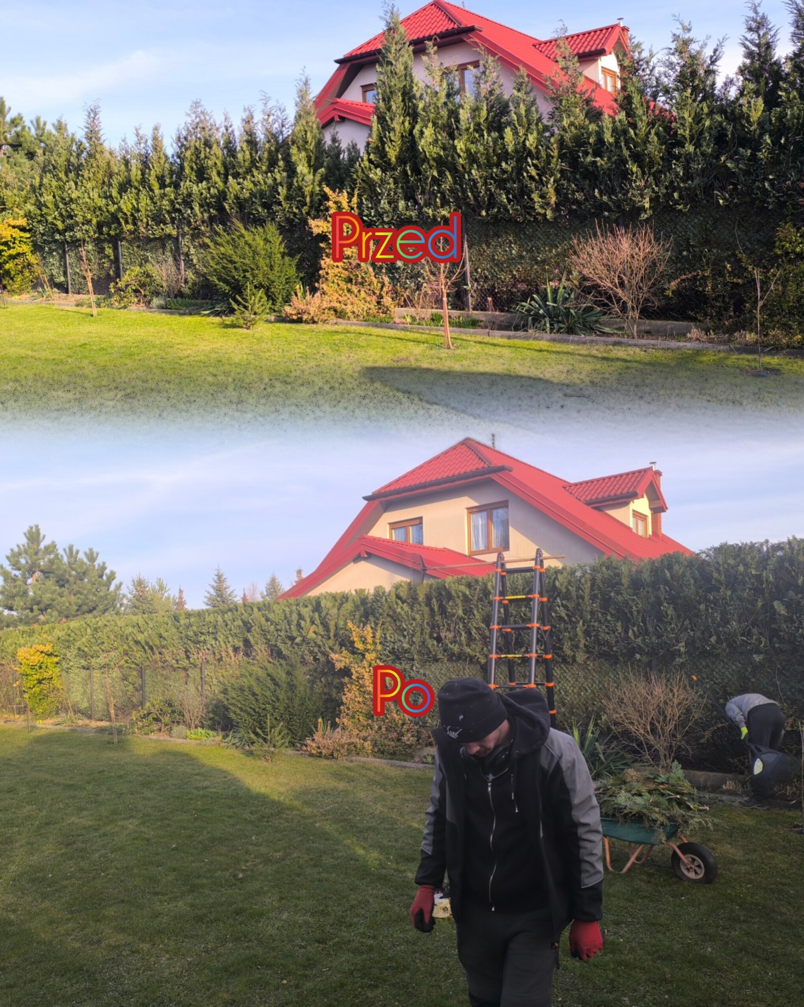 Zdjęcie 'przed i po' formowania żywopłotu z tui, z widoczną drabiną, pracownikami i taczką z gałęziami. Dom z czerwoną dachówką w tle.