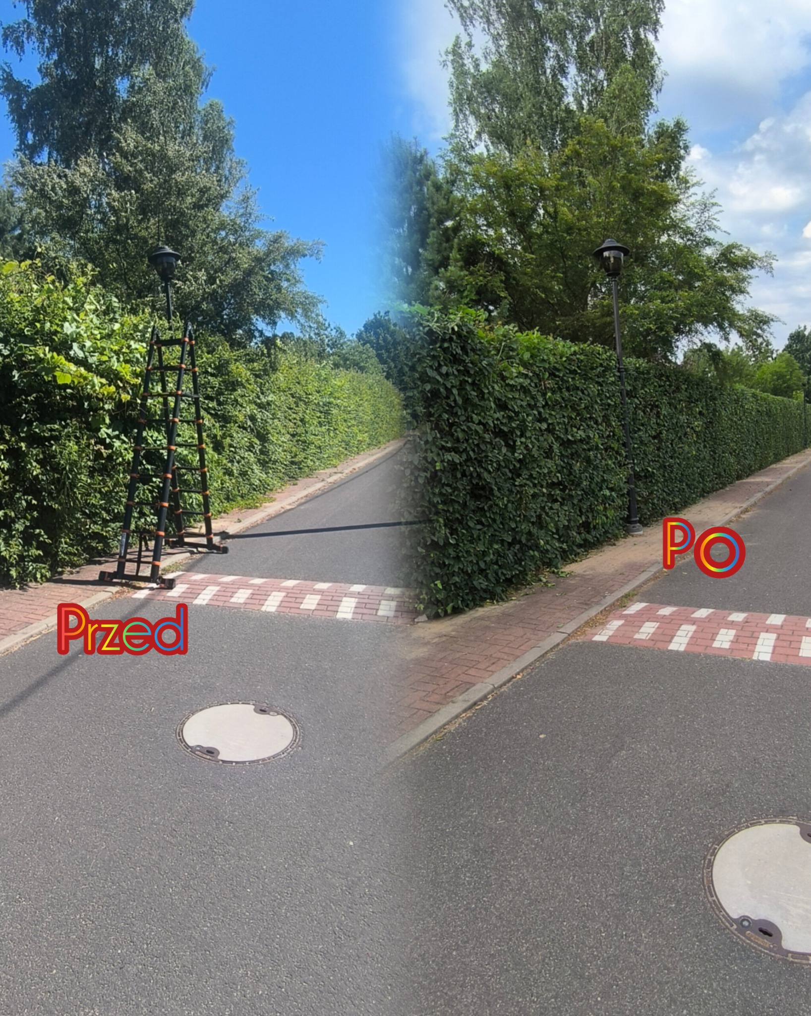 Zdjęcie 'przed i po' formowania żywopłotu z tui wzdłuż ulicy. Po lewej drabina, po prawej równo przycięty żywopłot. Widoczne lampy uliczne i chodnik.