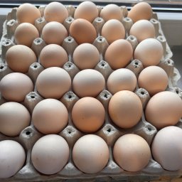 Jaja wiejskie tygodniowo 500 sztuk 