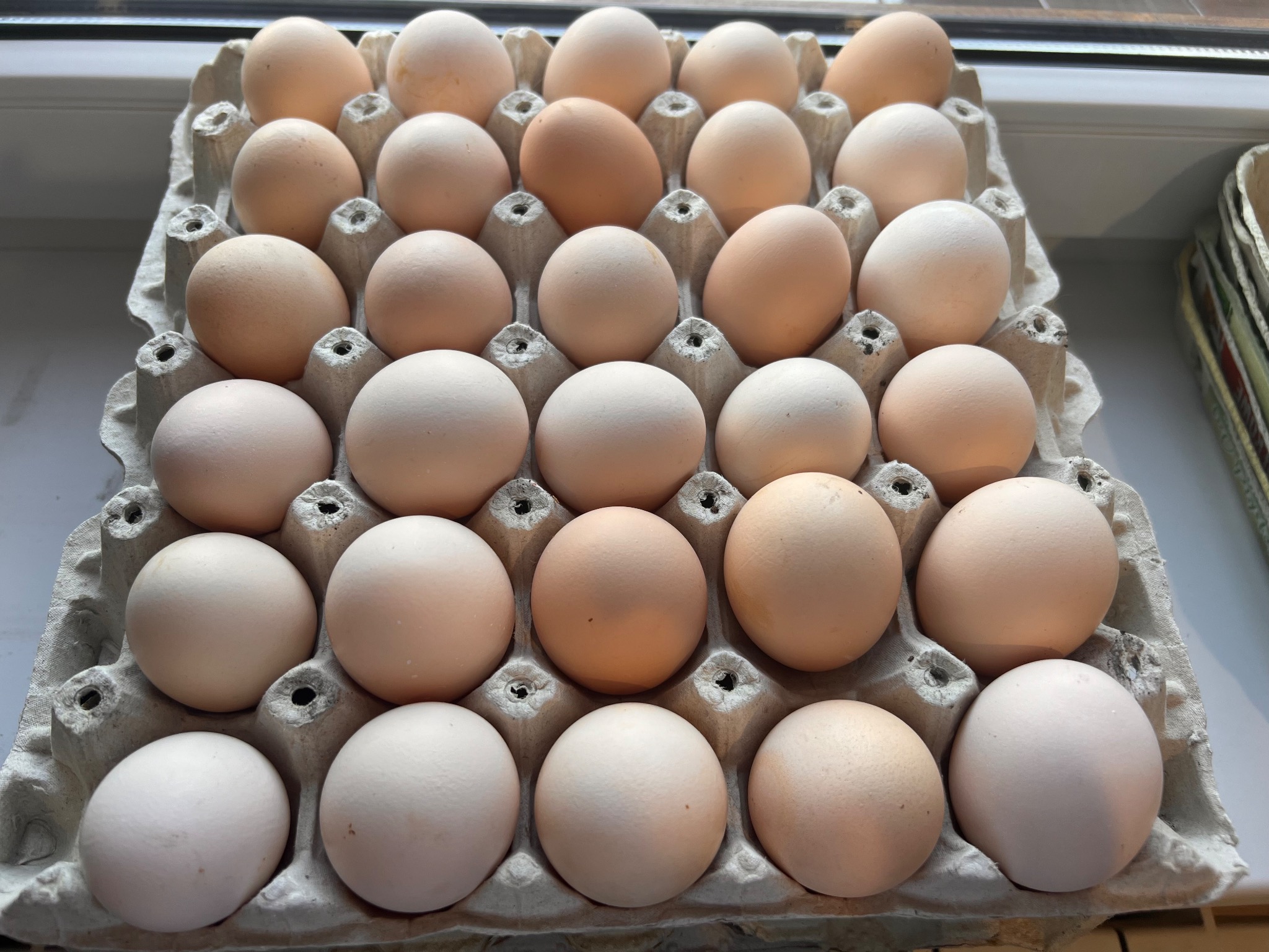 Jaja wiejskie tygodniowo 500 sztuk