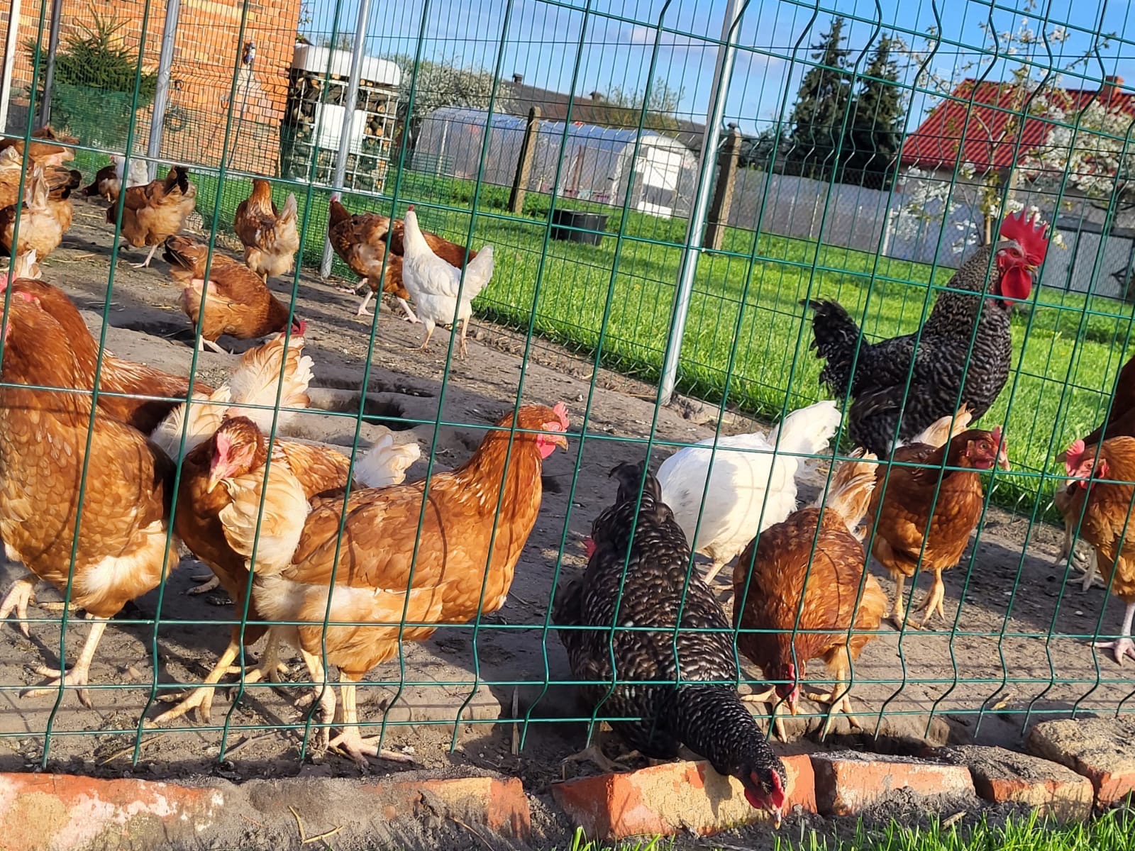 Stado kur rasy nioska oraz kogut za zielonym ogrodzeniem z siatki na tle zielonej trawy i drzew owocowych w słoneczny dzień.