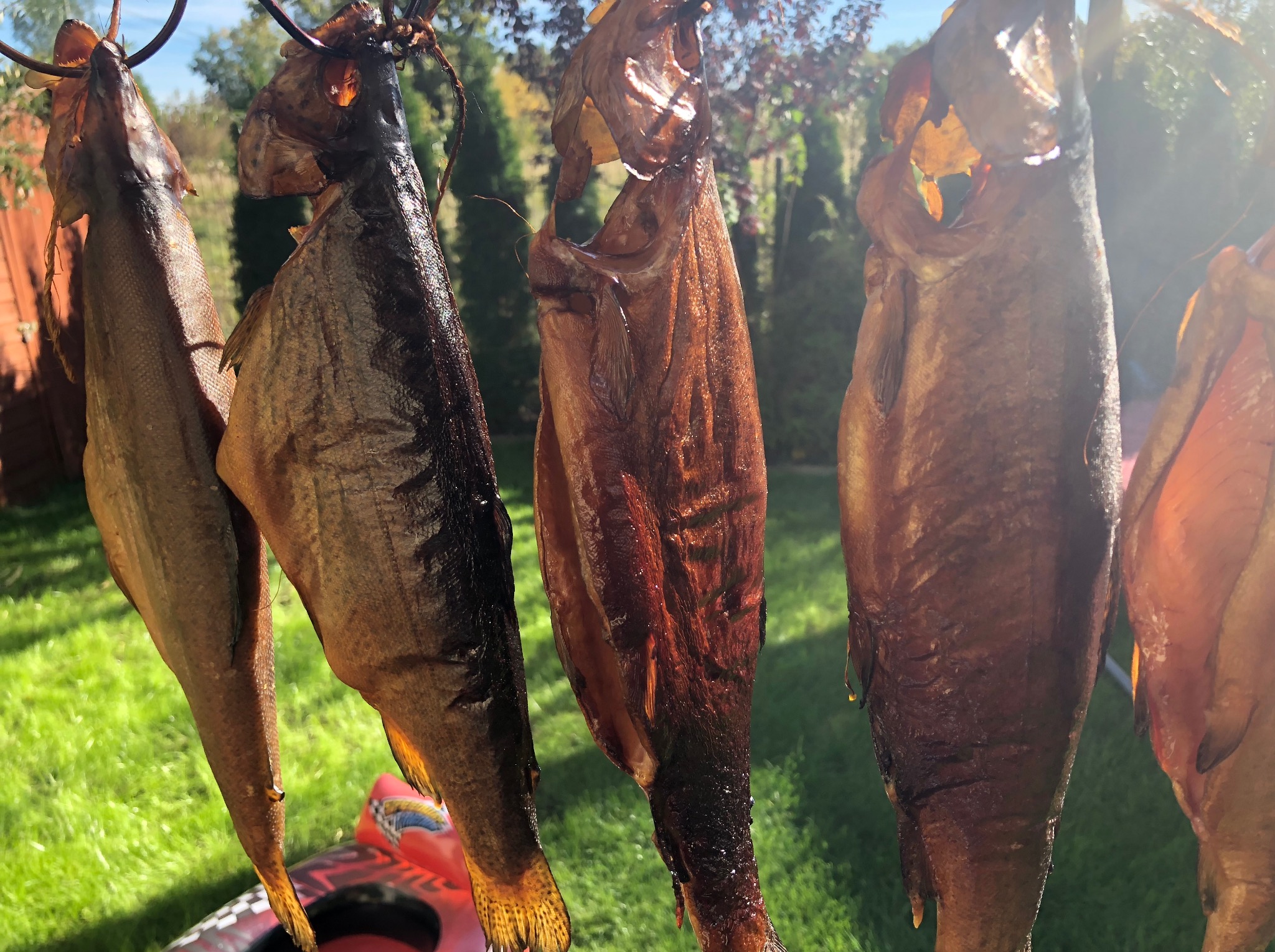 Wędzone ryby wiszące na sznurku na tle zielonego ogrodu w słoneczny dzień, z widocznym fragmentem czerwonego kajaka na dole.
