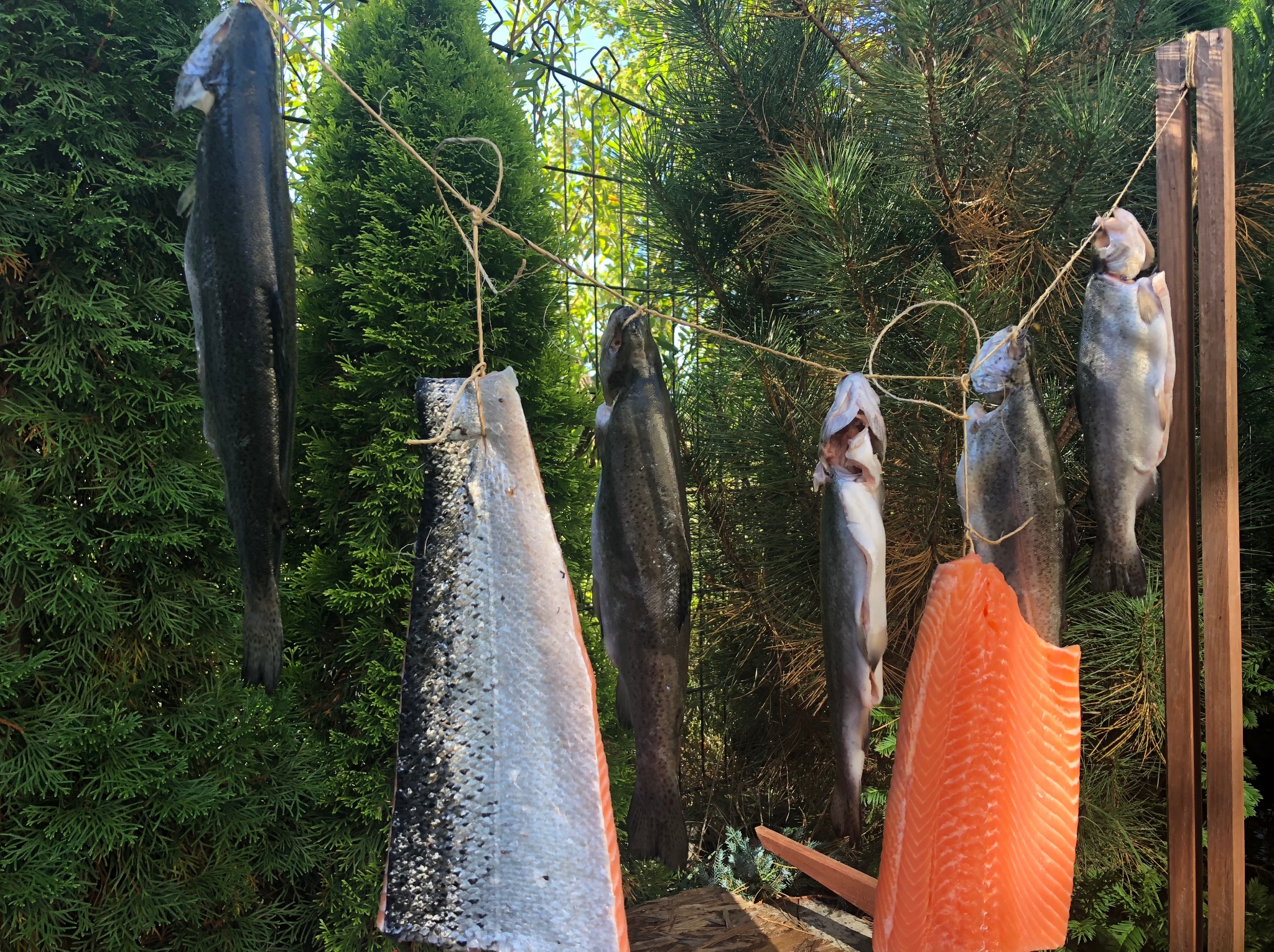 Wędzone ryby, w tym łosoś, suszone na sznurkach w plenerze w Markach, na tle zielonych krzewów.