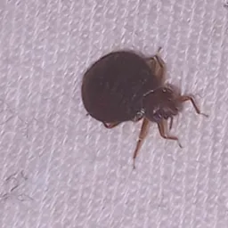 Pluskwa dorosła, samica