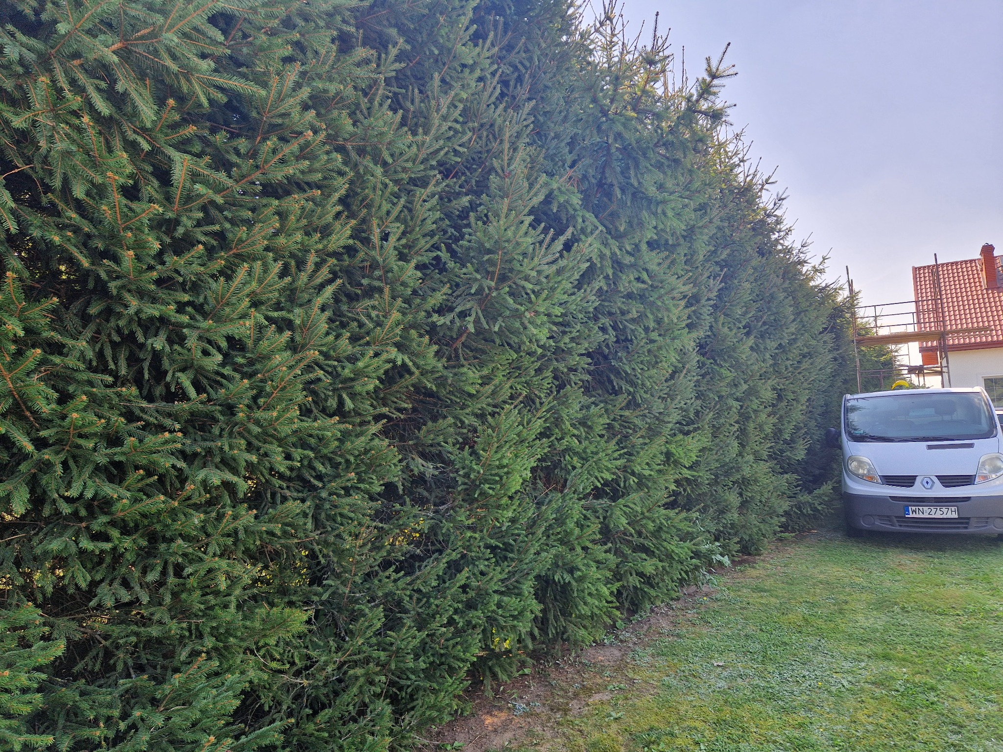 Gęsty żywopłot z iglaków, przylegający do srebrnego samochodu dostawczego na trawniku, w tle dom z czerwoną dachówką i rusztowanie.