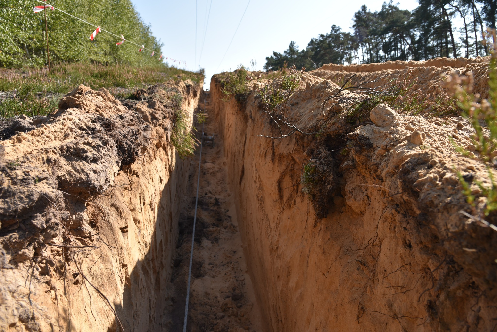 Długi, wąski wykop w piaszczystej glebie z widocznymi korzeniami i roślinnością na krawędziach, zabezpieczony taśmą ostrzegawczą u góry.