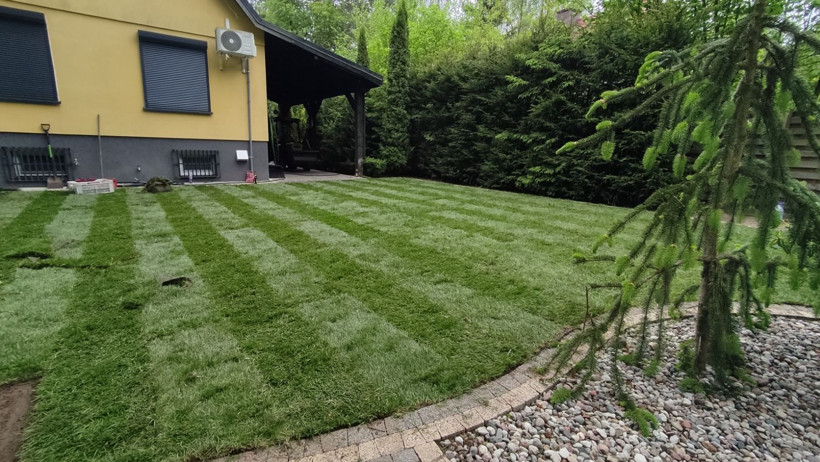 Świeżo rozłożona trawa z rolki na posesji z żółtym domem i zielonymi krzewami w tle, widoczne równe pasy i obrzeże z kostki.
