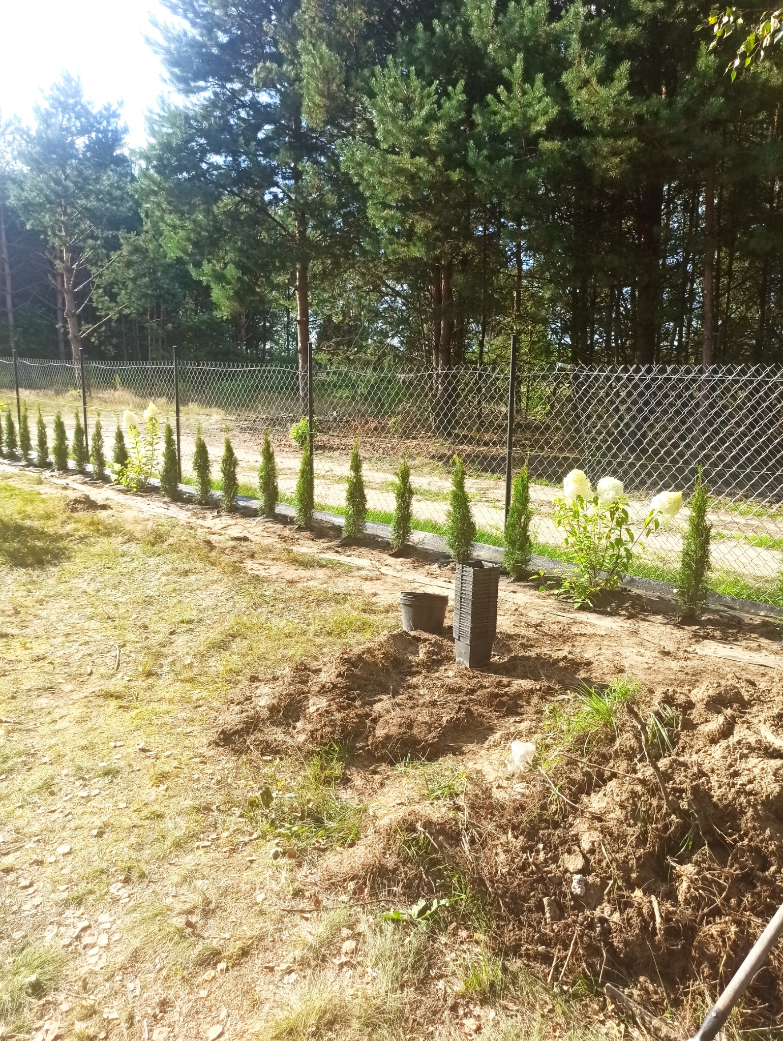 Sadzenie szpaleru młodych drzew iglastych wzdłuż ogrodzenia z siatki; widoczne przygotowane sadzonki w doniczkach i wykopana ziemia.