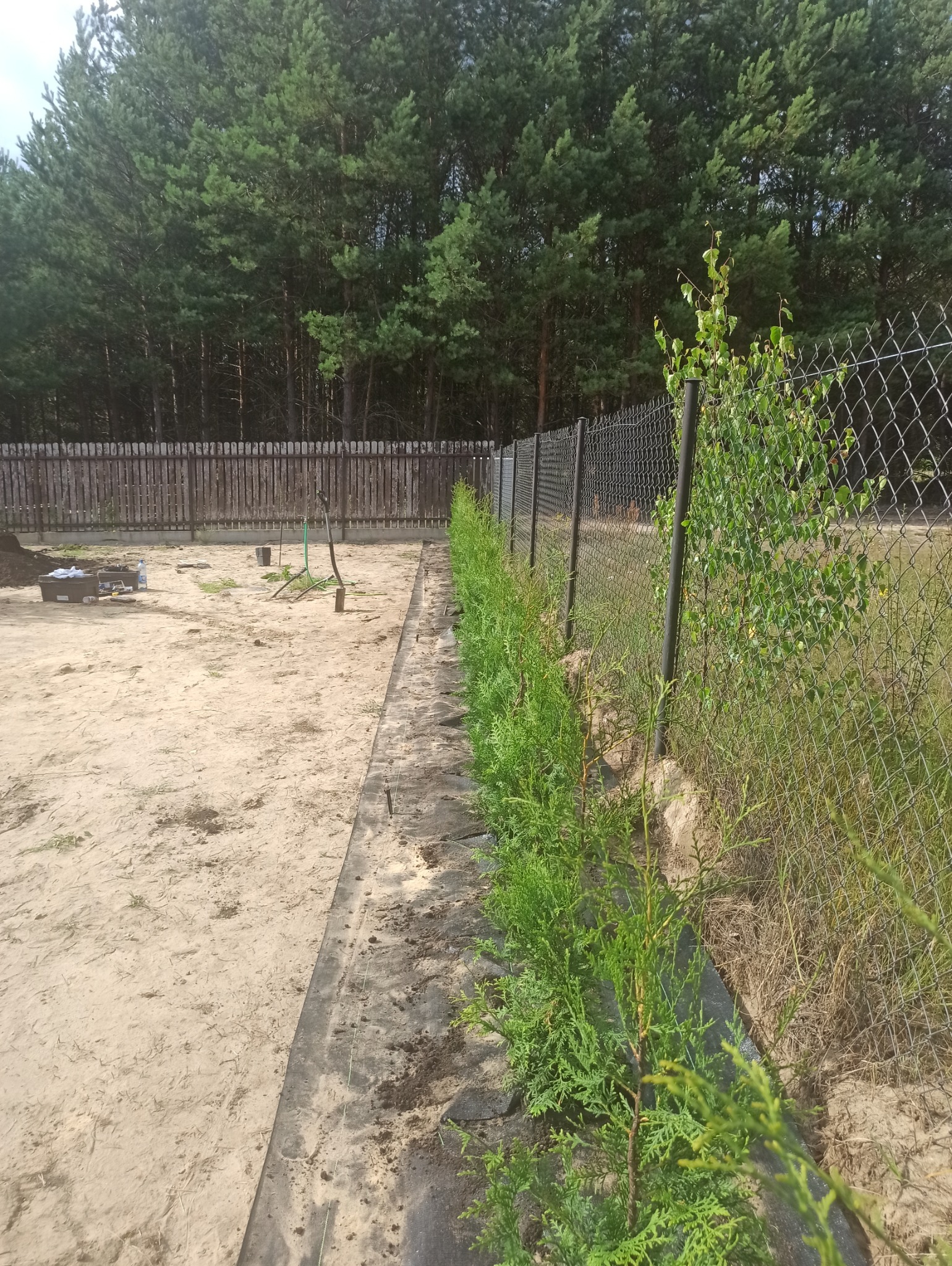 Szpaler młodych tui posadzonych wzdłuż ogrodzenia z siatki, widoczna czarna agrowłóknina i piaszczyste podłoże, w tle las iglasty i drewniany płot.