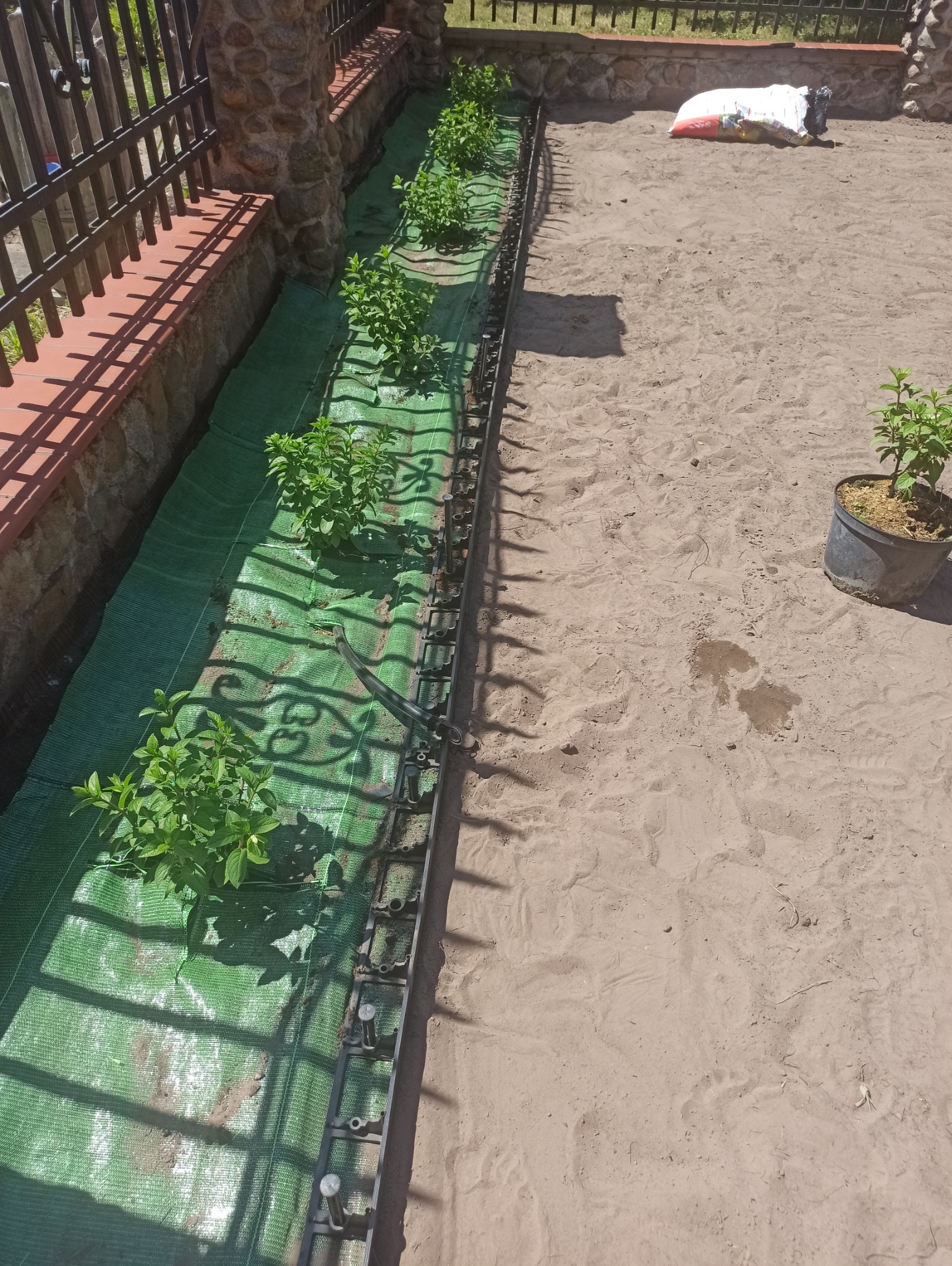 Przygotowanie rabaty z użyciem agrowłókniny i obrzeży, na piasku, z młodymi sadzonkami i workiem ziemi w tle.