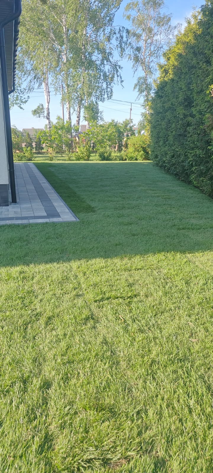 Świeżo założony trawnik z rolki przylegający do kostki brukowej przy domu, w tle drzewa liściaste i iglaste, słoneczny dzień.