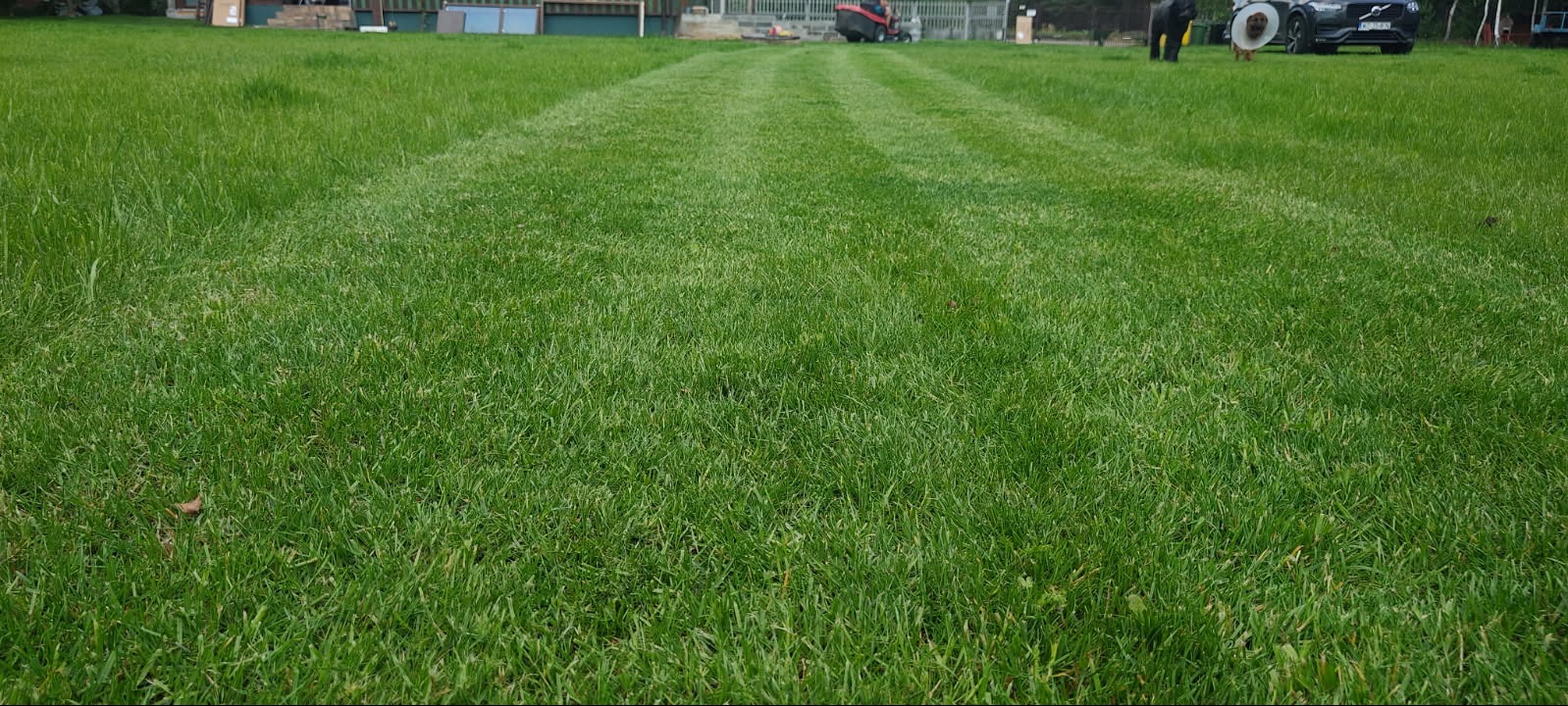 Świeżo skoszony trawnik z widocznymi pasami, w tle budynek gospodarczy i samochód osobowy z psem w kołnierzu.