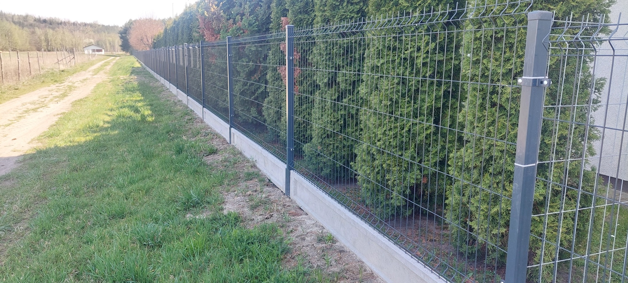 Długa, prosta siatka ogrodzeniowa z podmurówką betonową, biegnąca wzdłuż rzędu wysokich, zielonych tuj; w tle polna droga i budynek gospodarczy.