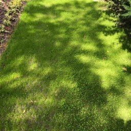 Pielęgnacja ogrodów Warszawa 1