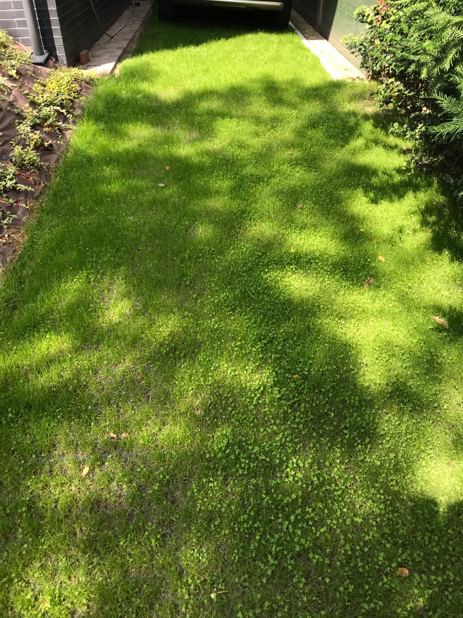 Soczysta, zielona trawa w ogrodzie, częściowo zacieniona przez drzewa. Widoczne drobne chwasty i liście. Trawa równo skoszona, tworzy estetyczny trawnik.
