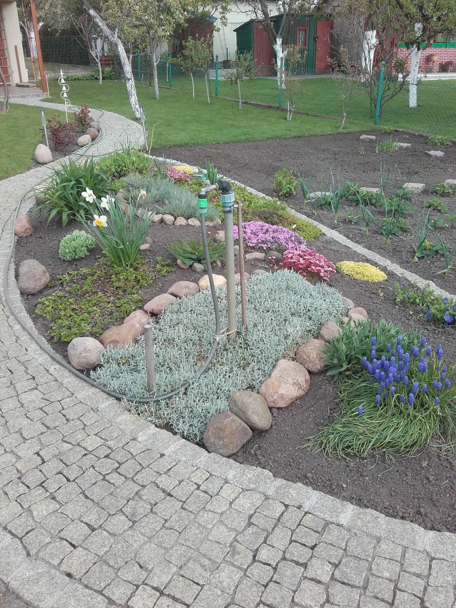 Ścieżka z kostki granitowej wijąca się obok rabaty kwiatowej z narcyzami, szafirkami i rozchodnikiem, obrzeże z kamieni polnych