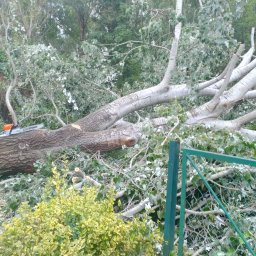 Wycinka topoli 120m średnicy