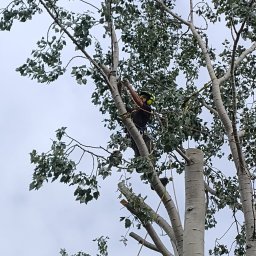 Ustawianie punktu asekuracyjnego do opuszczania gałęzi