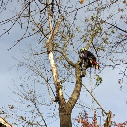 Usuwanie suchego konaru znad chodnika