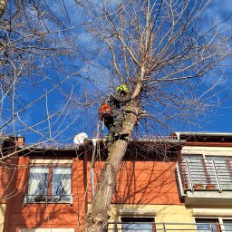 Prace w koronach drzew 