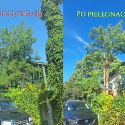 Zdjęcie 'przed i po' pielęgnacji drzewa: redukcja korony znad okien i dachu, prześwietlenie korony, usunięcie suchych gałęzi. Budynek z zieloną fasadą.