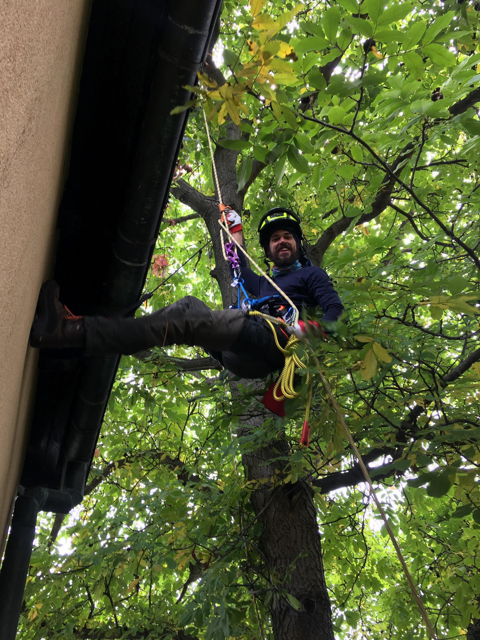 Redukcja korony nad dachem budynku