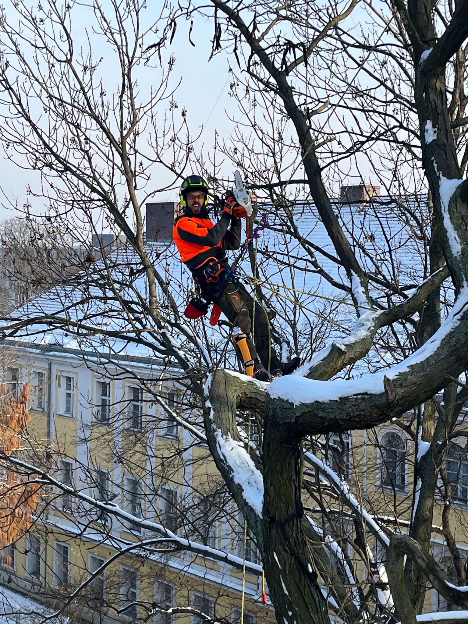 Pielęgnacja drzew zabytkowych w Lesznie