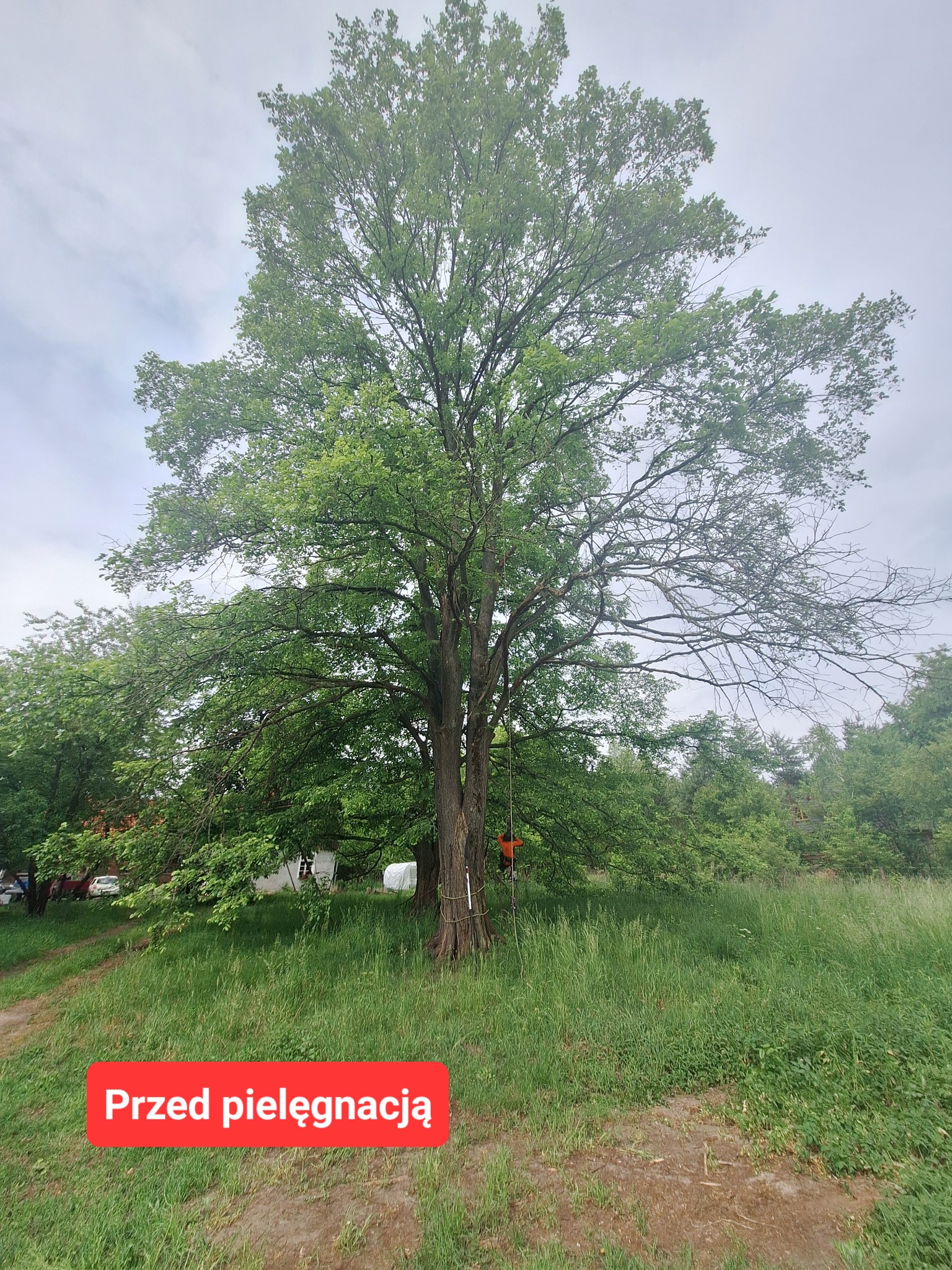 Drzewo przed zrzuceniem suszu