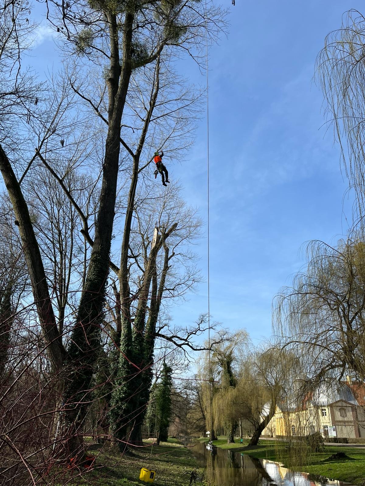Wspinaczka na topolę 35m w Miliczu