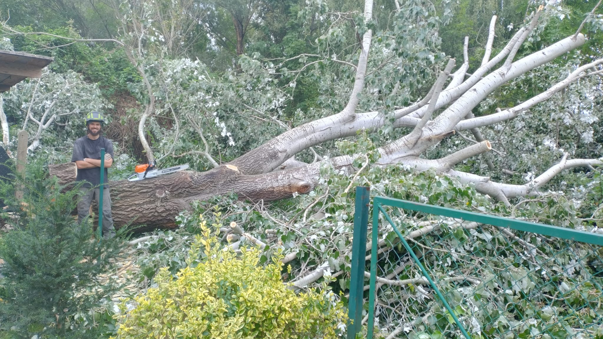 Wycinka topoli 120m średnicy